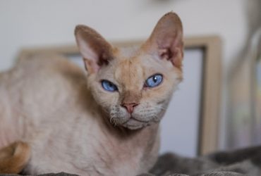 Devon Rex kittens