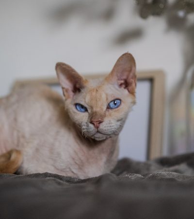Devon Rex kittens
