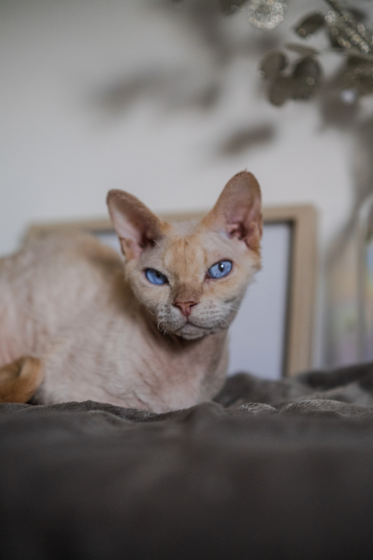 DEVON REX PRICE How Much Does A Devon Rex Cat