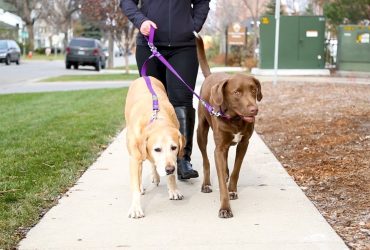  luxury dog harness 