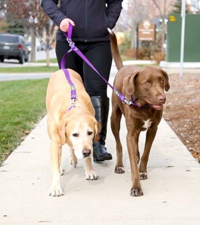  luxury dog harness 