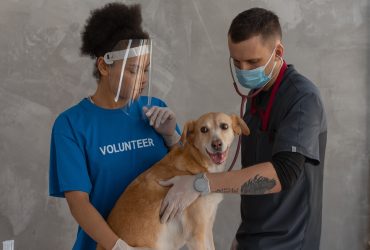 Pet care