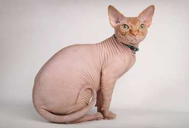 sphynx cat for sale in North Carolina