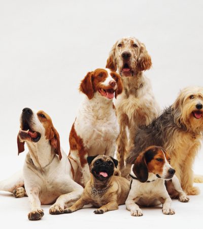 Pet care essentials