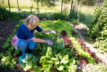 indoor vegetable garden