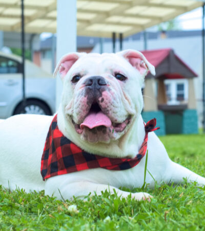 American Bully Puppies