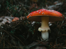 shrooms near me