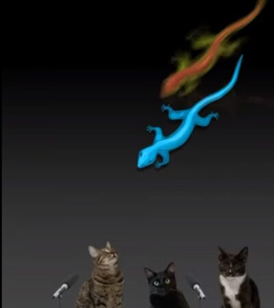videos for cats
