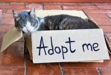 British Shorthair kittens for adoption