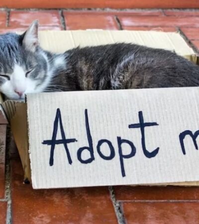 British Shorthair kittens for adoption