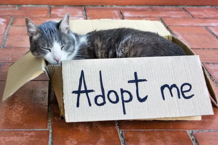 British Shorthair kittens for adoption