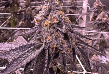 Cannabis clones