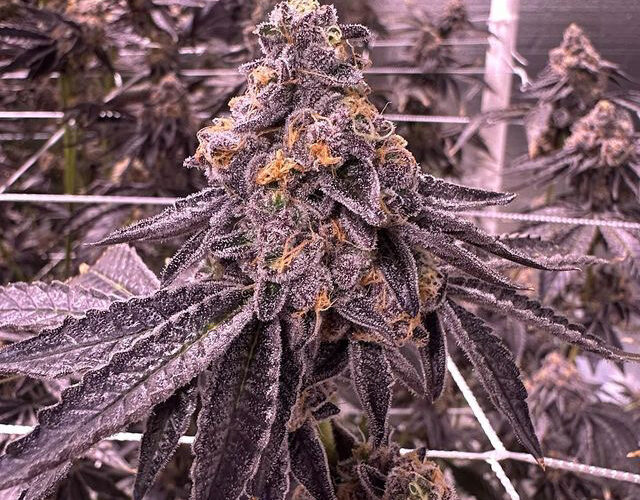 Cannabis clones