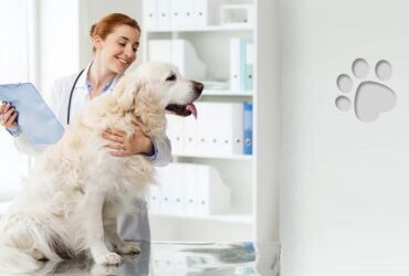 vet advice online free