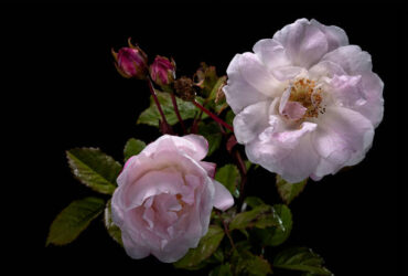 white musk scent