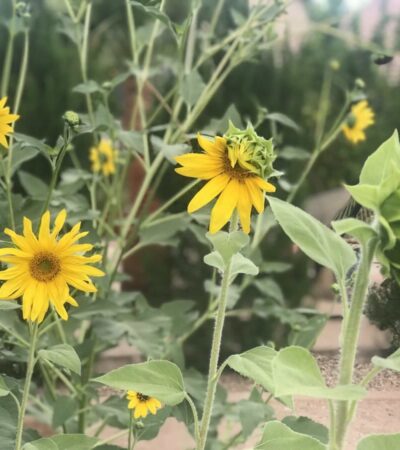 bad companion plants for strawberries