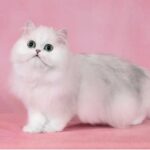 San Diego Persian kittens, Best kitten breeder