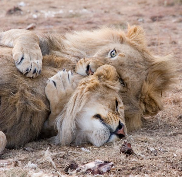 Lion's mane extract